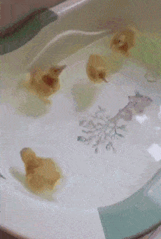 图片[3]-搞笑段子GIF：让孩子他爸去买几个洗澡用的小鸭子，结果就变成这样了-魔性次元