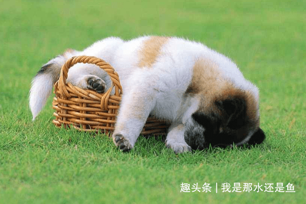 狗跟什么生肖好 5305c88babfe4c45888fdc90e345fe63.png