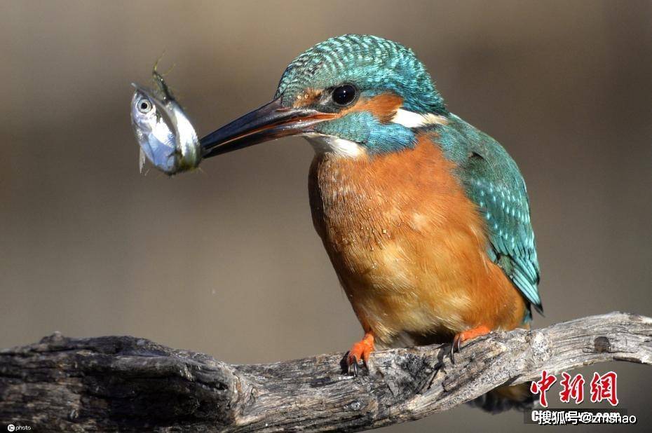 牙利翠鸟入水捕鱼 动作诠释"快准狠"