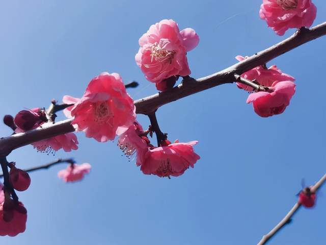 ​春暖花开，来繁昌经开区赏梅……