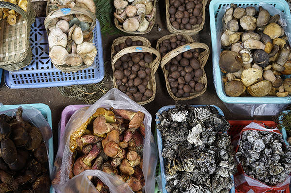 云南——蘑菇之旅