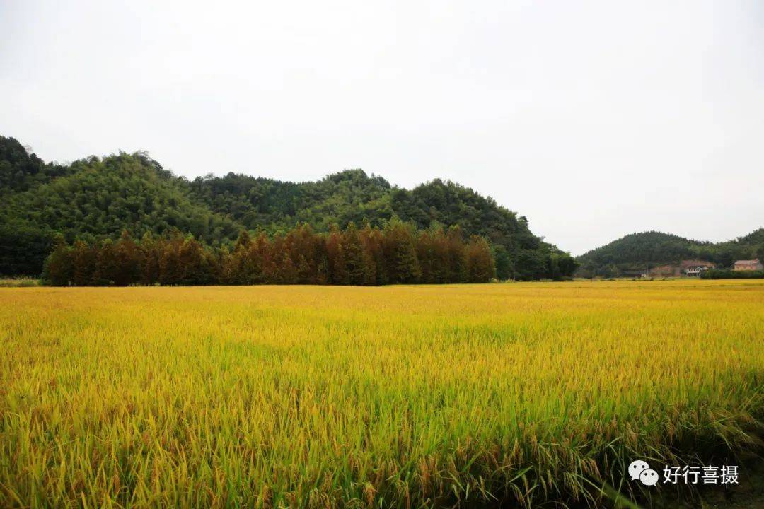 钱家坪稻香四溢插角山巅有殿房插角殿前一脚踏三县太阳山下有山庄太阳