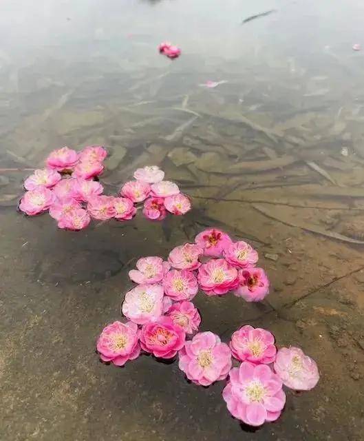 青春湖南丨听说，长沙满城的花都想见你！