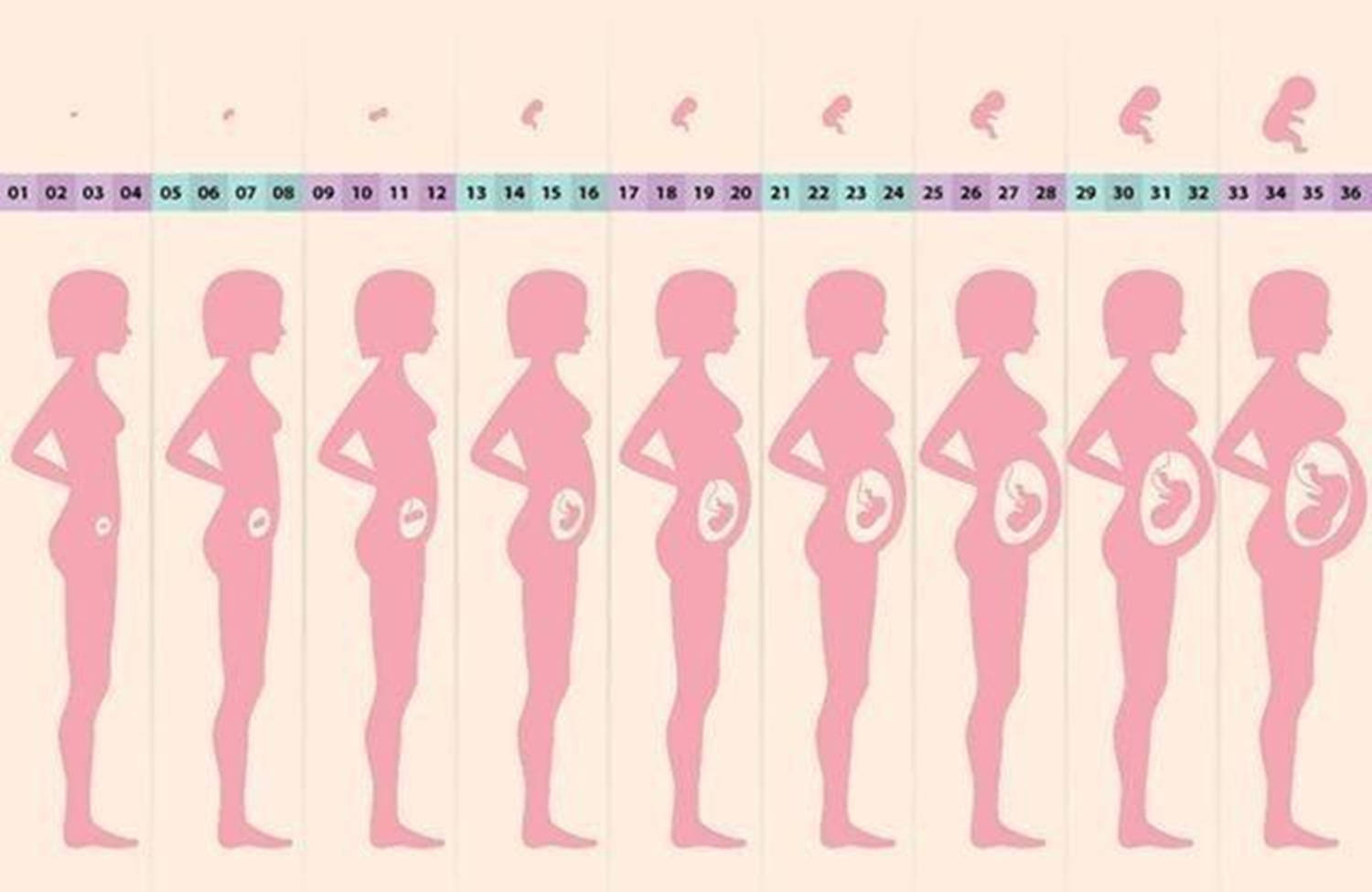 胎儿什么时候长最快?合理控制体重,孩子大脑发育好更健康
