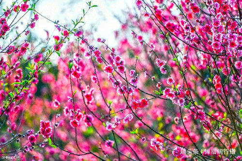 广东有处“隐世桃园”，一到春天400亩桃花红遍山野，宛如仙境