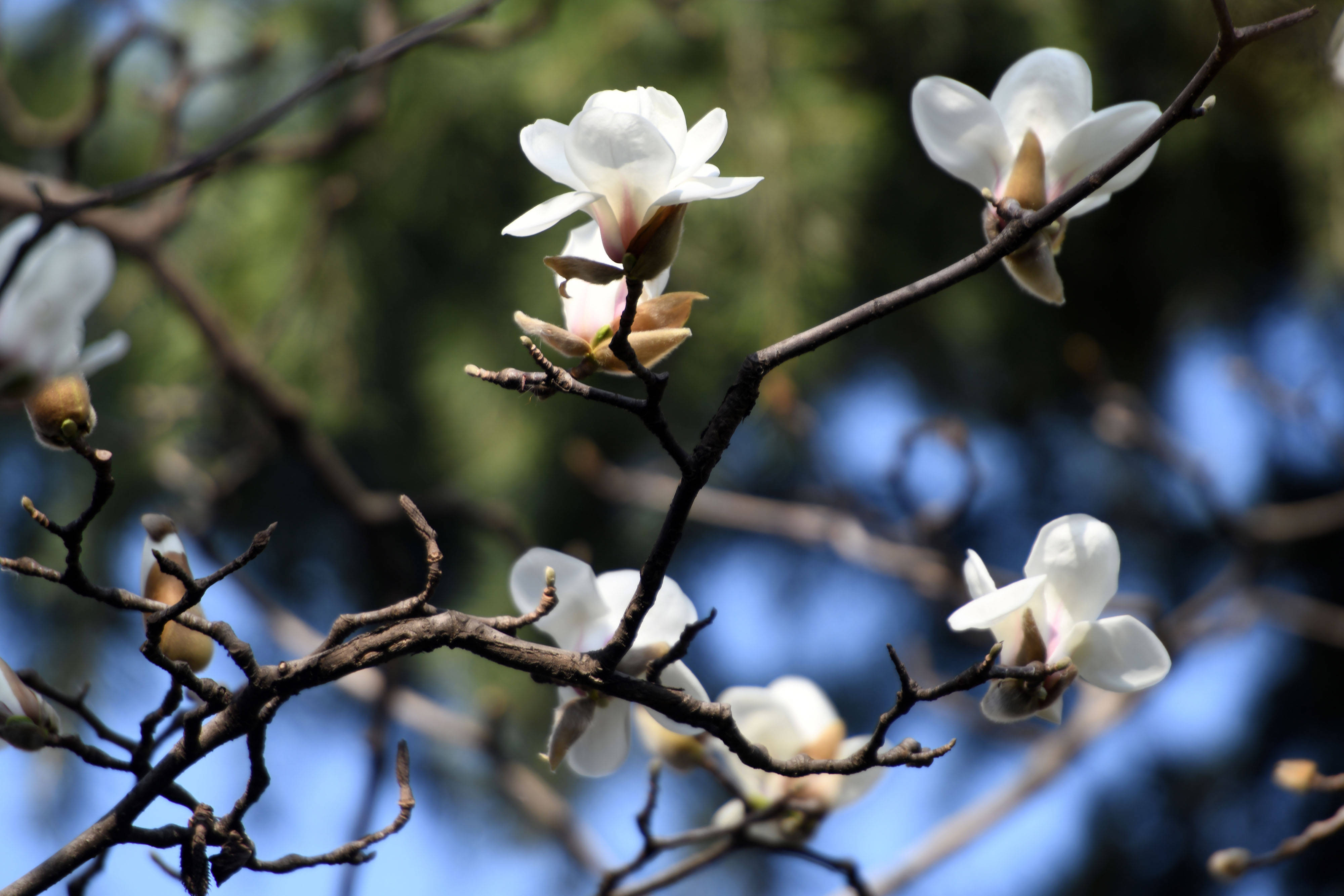 安徽合肥:气温升高,玉兰花竞相开放