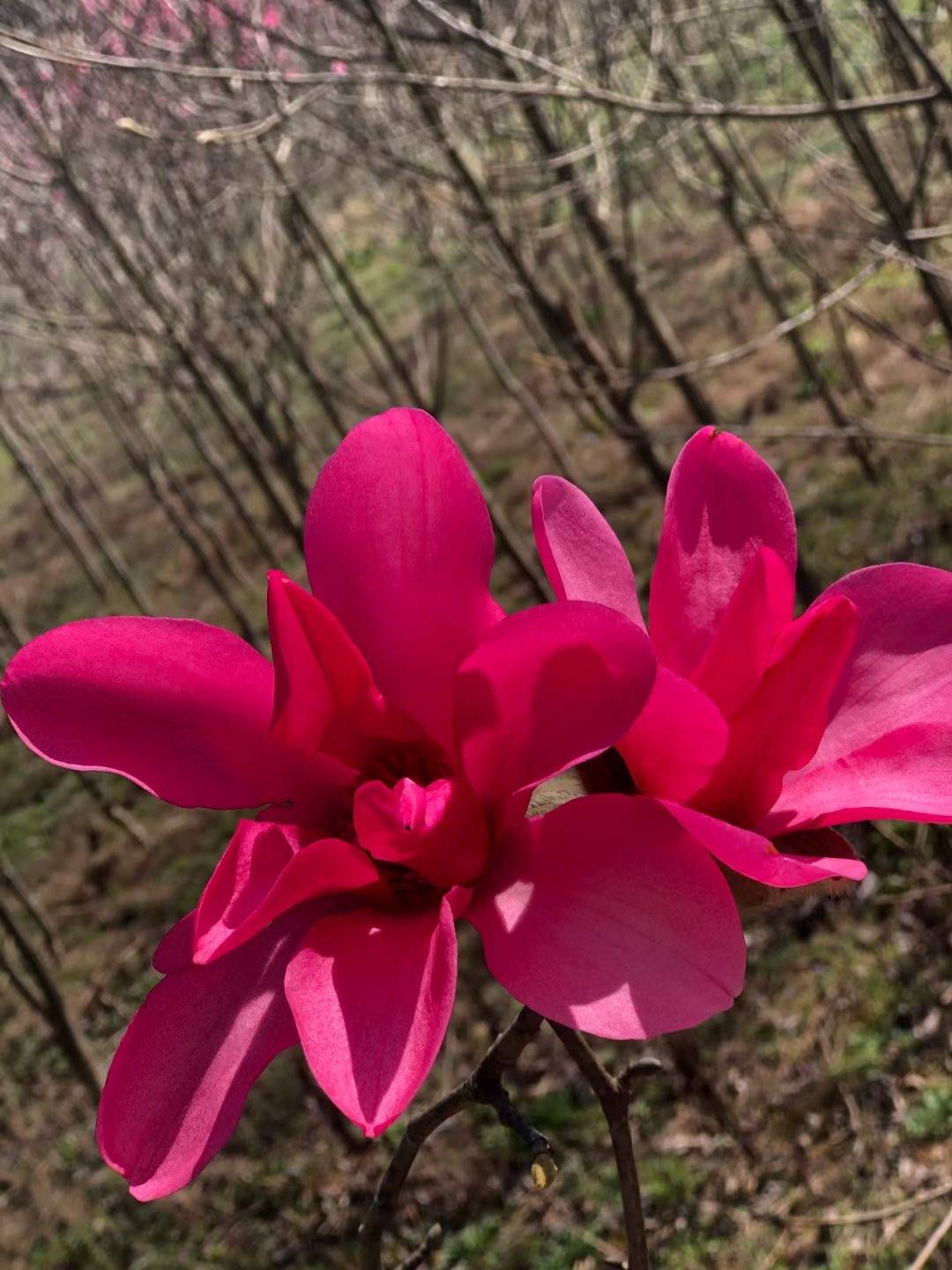 湖北五峰仁和坪种植基地娇红1号花枝舒展