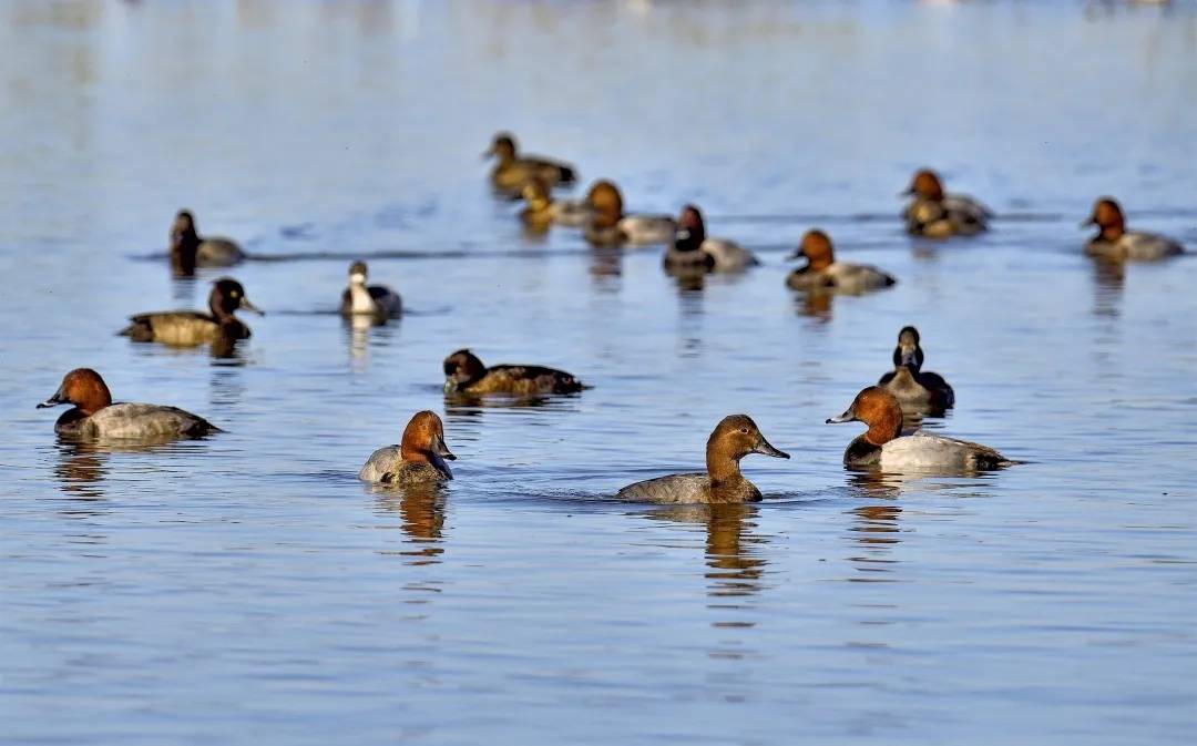 大黄堡湿地：春江水暖鸭先知，它们回来了！
