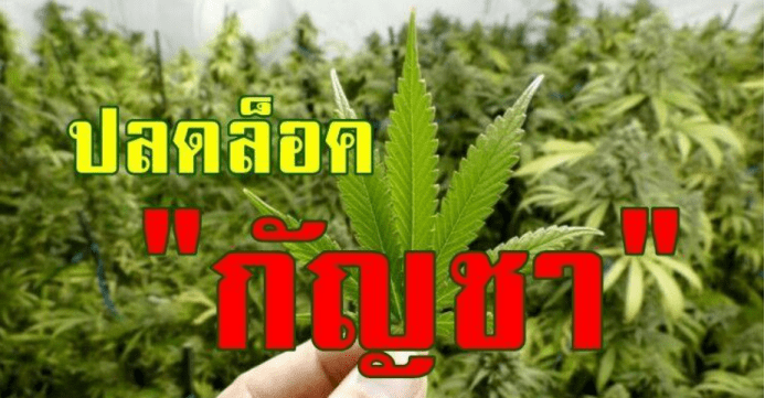 泰国推大麻为下一个经济作物