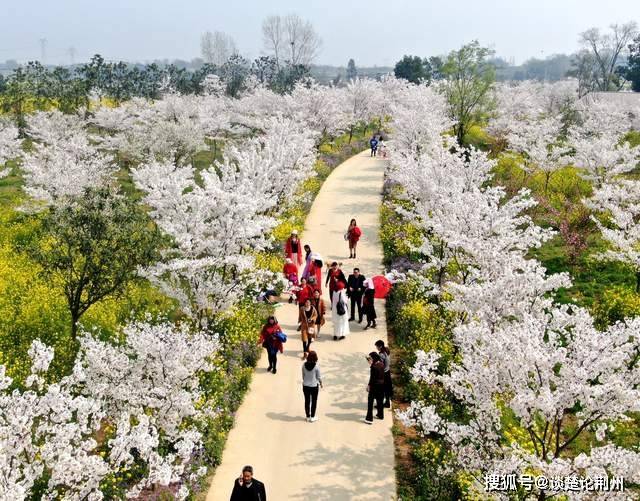 距荆州仅一个小时车程的樱花园，繁花已经盛开，好春光等你来