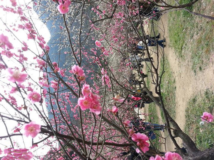 宁波第一梅园盛开！30多种梅花盛放，初春赏梅首选之地！