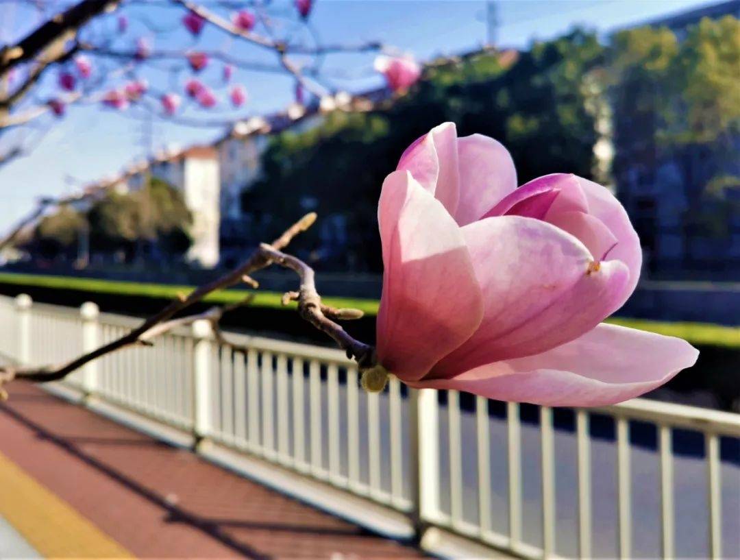 春日赏花，走起！