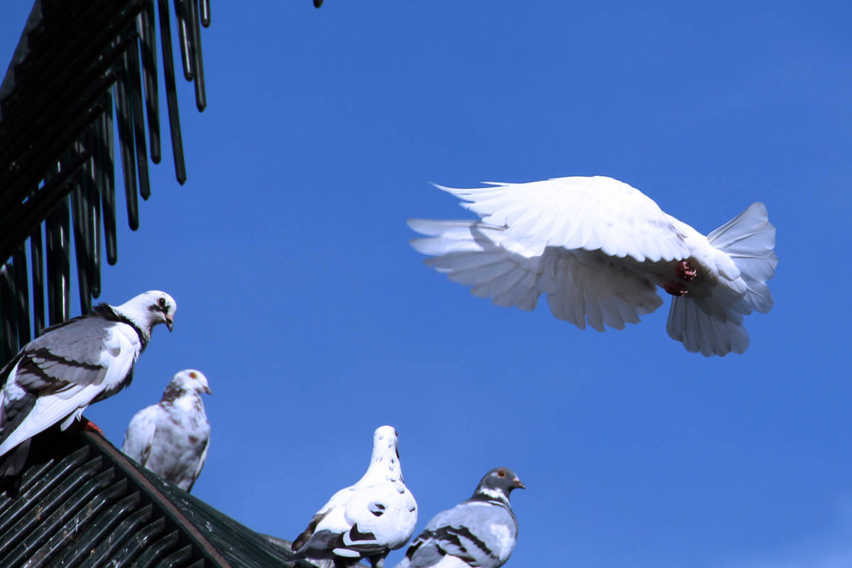 在演奏仿佛年轻的歌手露出笑靥油亮的雨点若隐若现青灰瓦上一只白兰鸽