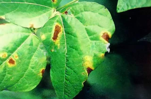 菜豆细菌性疫病如何防治速看