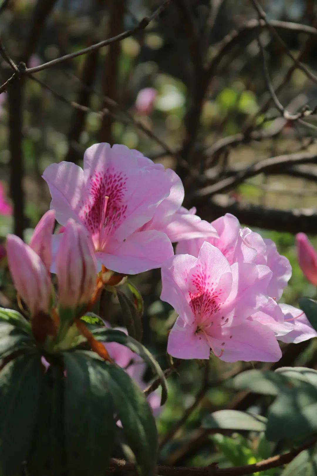 春花比俏！中山公园最美赏花季已至