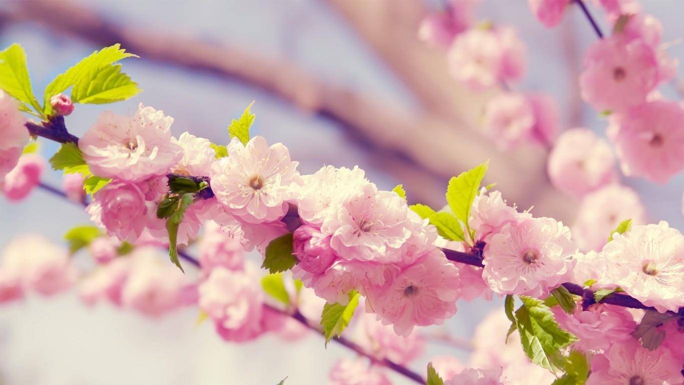 浙江春天赏樱花好去处 粉色天堂美到心醉 不输北海道