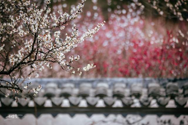 江南三大赏梅胜地之一，无锡梅园梅花进入最佳赏花期，美得太震撼