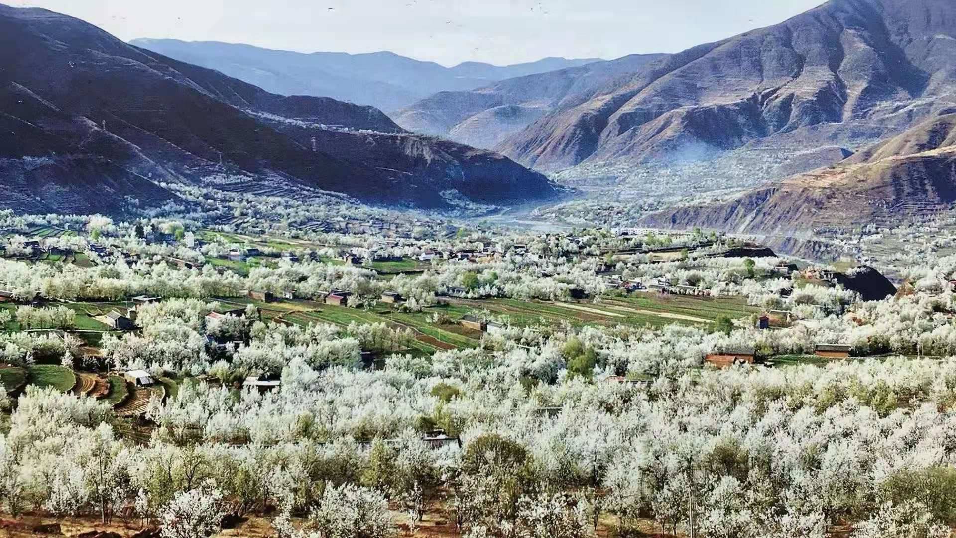 线路四:主要时间在金川拍摄梨花第一天:成都—金川第三天:金川梨花一