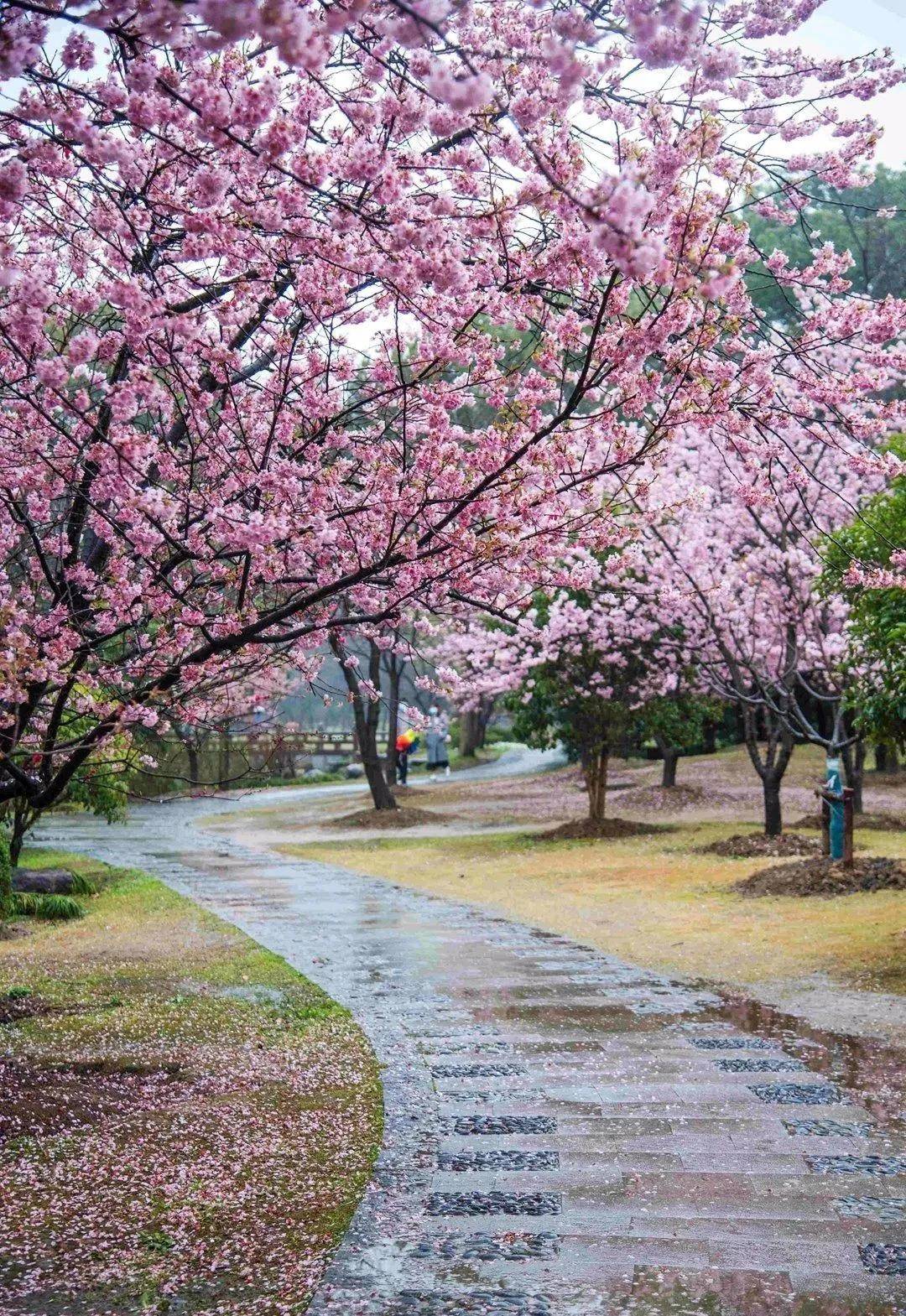 在这烟雨鼋头渚,赏满园早樱盛放_樱花