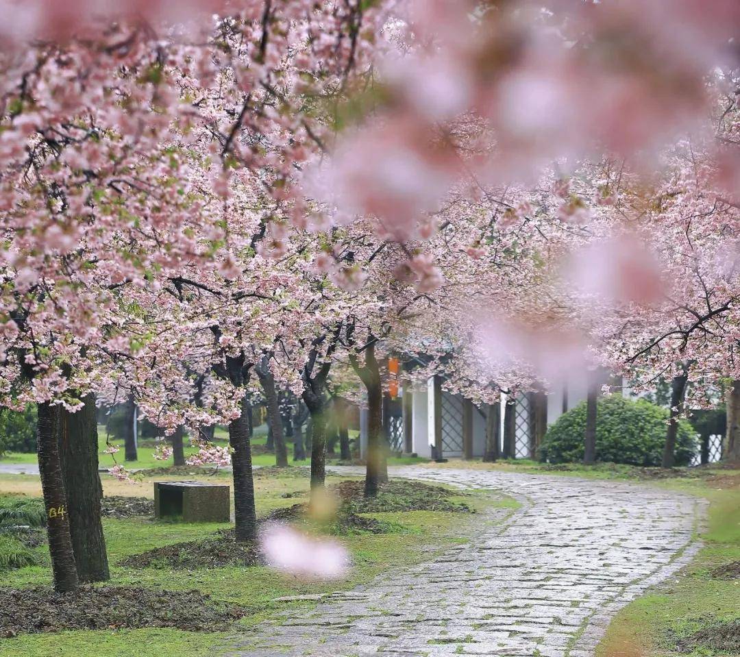 小路微湿,空气清新这个季节,正是樱花烂漫时妩媚多姿的樱花已经盛开百
