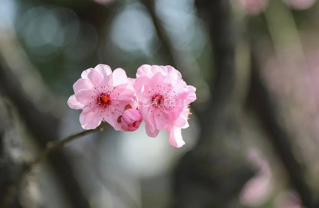 实拍22张美人梅花卉照片，粉红春天，逆光照是不是更漂亮？
