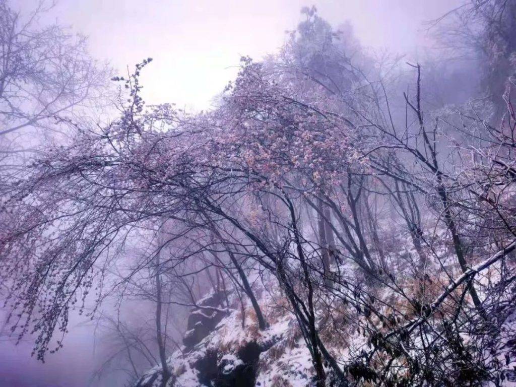 观云海冰花，赏雾淞冰挂，快来参加鸡公山浪漫樱花旅游节吧