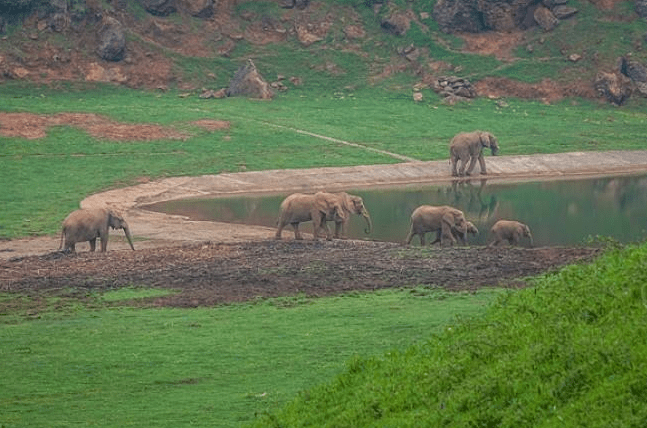 南非旅游,不能错过的地方!阿多大象国家公园体验野性之美？