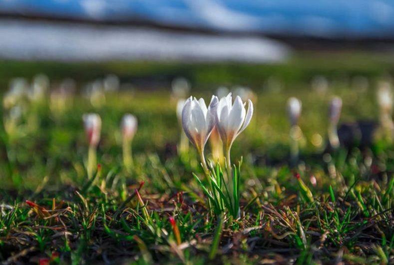 新疆的春天，这是你期待的模样！