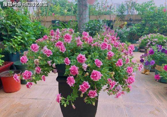 春季养花 多水多肥 笋芽长得快 新枝茂密 开花更多 植物