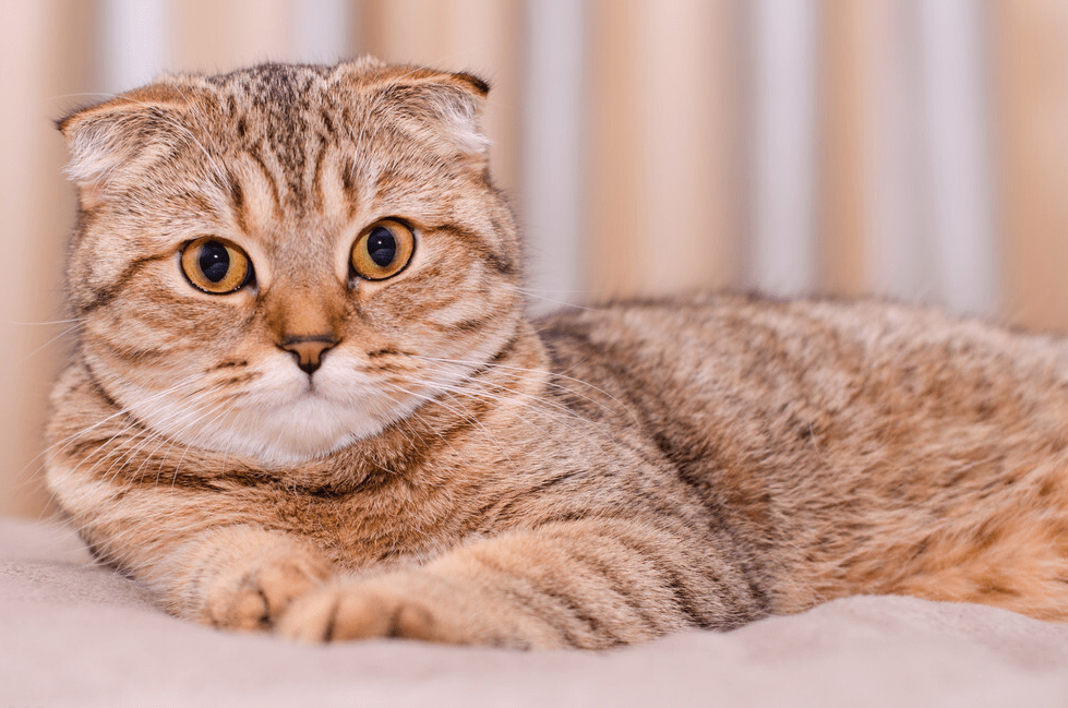 如果你领养了"折耳猫",就应该做到这8点,不要中途弃养!_猫咪