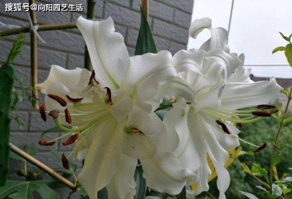 庭院养花 春季种百合 种月季 开花艳丽 春夏季节有花看 院子