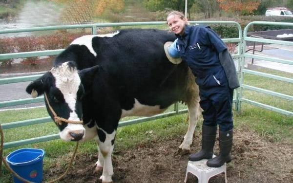 美国奶牛身上都有个大洞，饲养员还伸手去掏，这洞口究竟有何意义