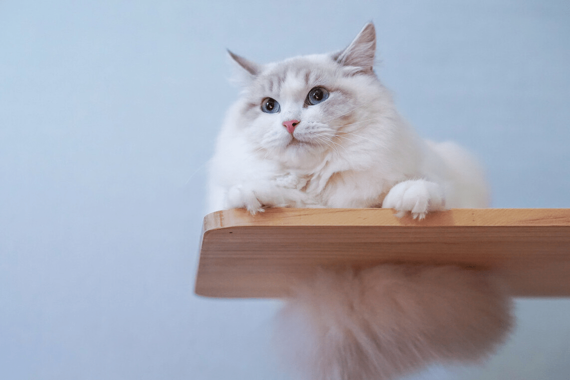 "布偶猫"的饲养方法,简单实用,建议收藏