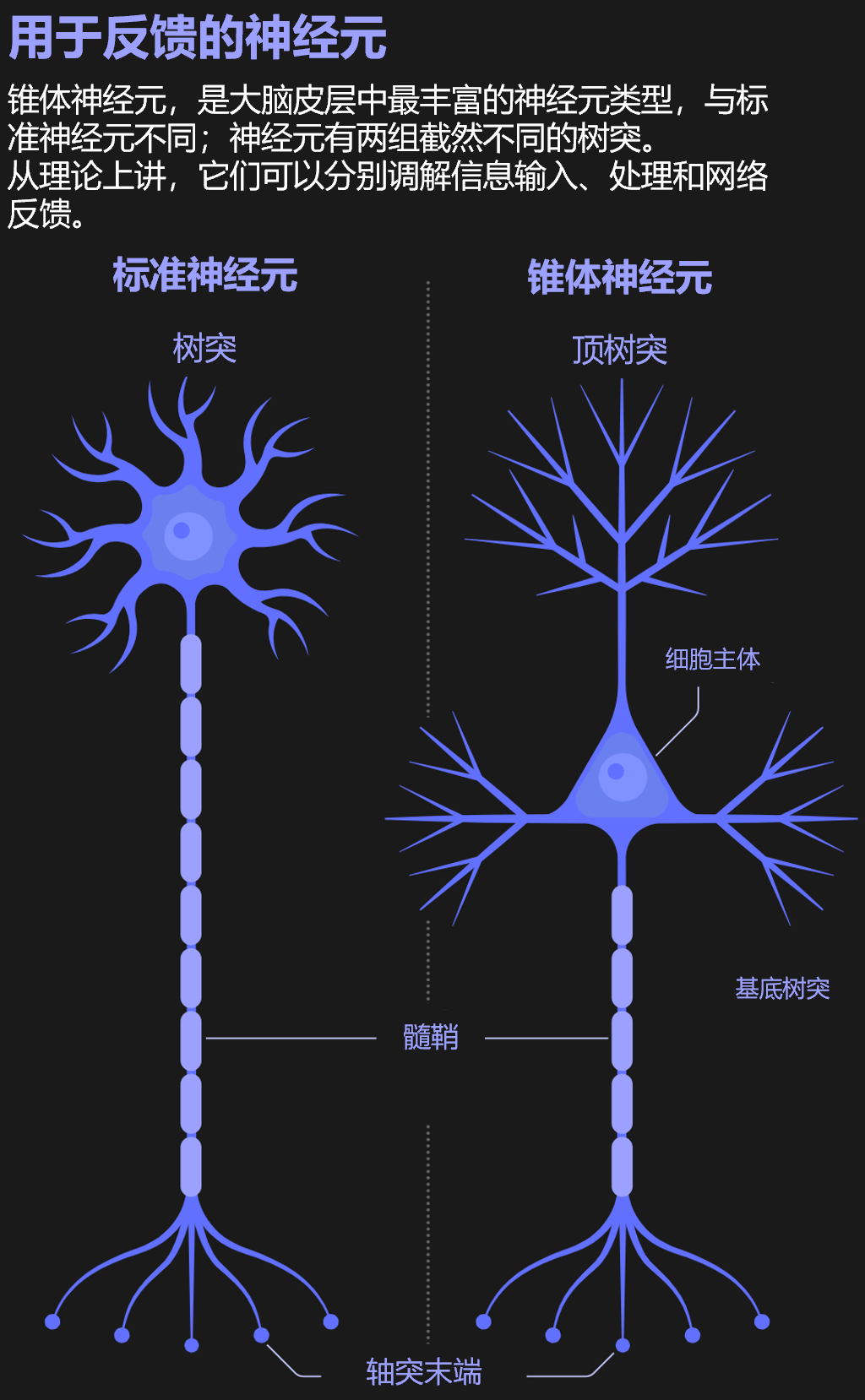 人类大脑:究竟是不是一台计算机?通过算法来学习?ai找到了答案