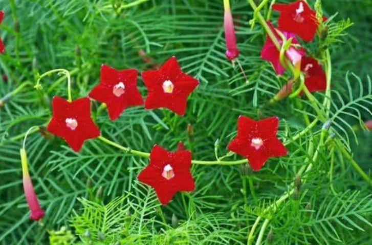 适合阳台养护的花会 花开不断 变成开花机器 花开灿烂 芹菜