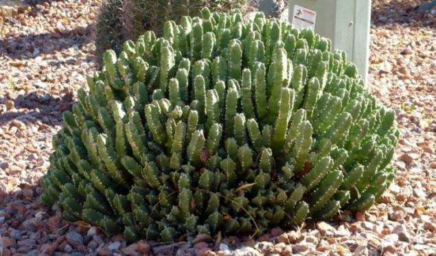 别看树脂大戟一种多肉植物,它的辣度等级达到了160亿倍shu,也就是说一