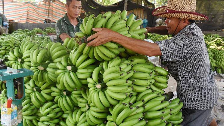 香蕉什么时候开 836742ba37764dc7830e6e8bb0a22231.jpeg