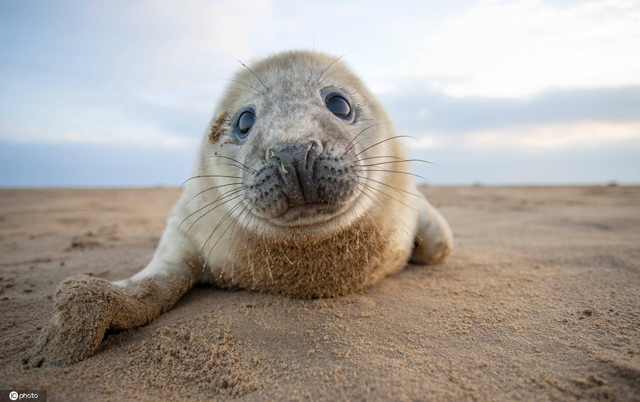 1/ 12 每年3月1日为国际海豹日,海豹属于海洋哺乳动物,身体圆滚滚的呈