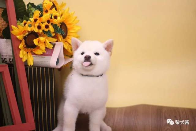 什么叫做失格犬的特征 314ade0063e84975afcb0910a420d0e9.jpeg