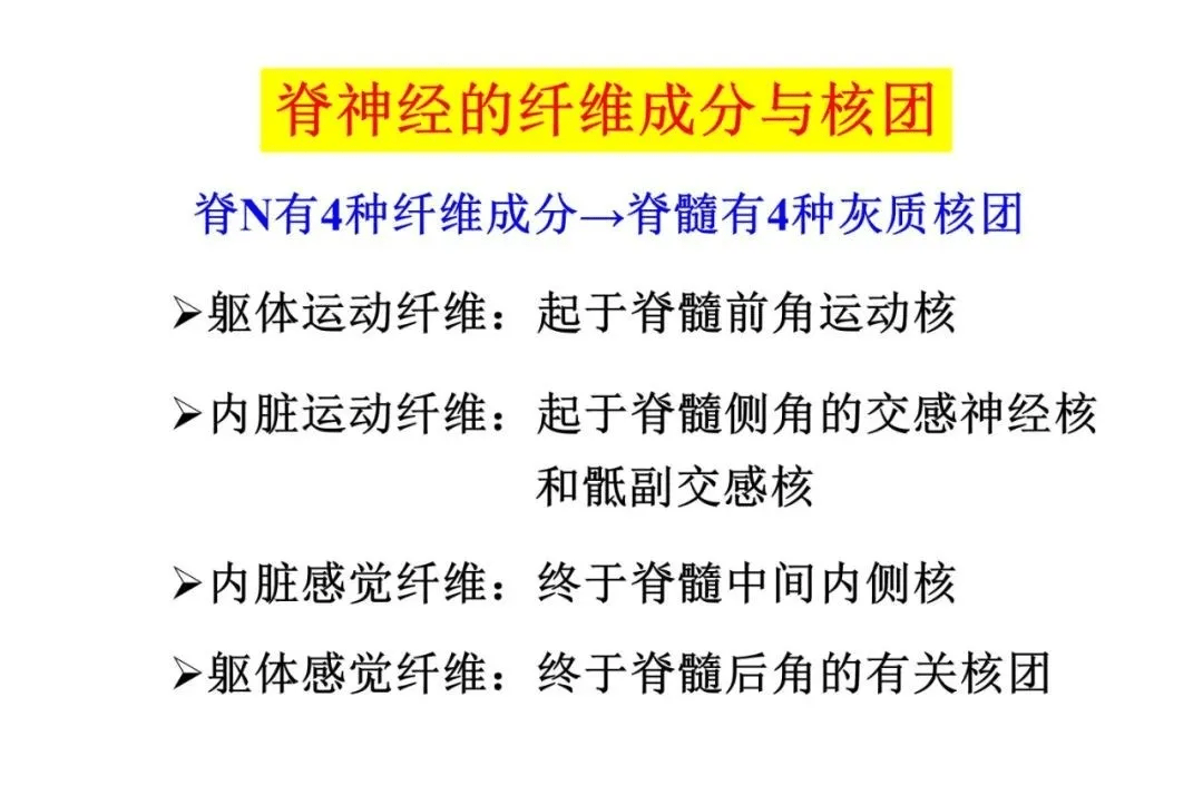 收藏腦幹內部超詳細功能解剖圖