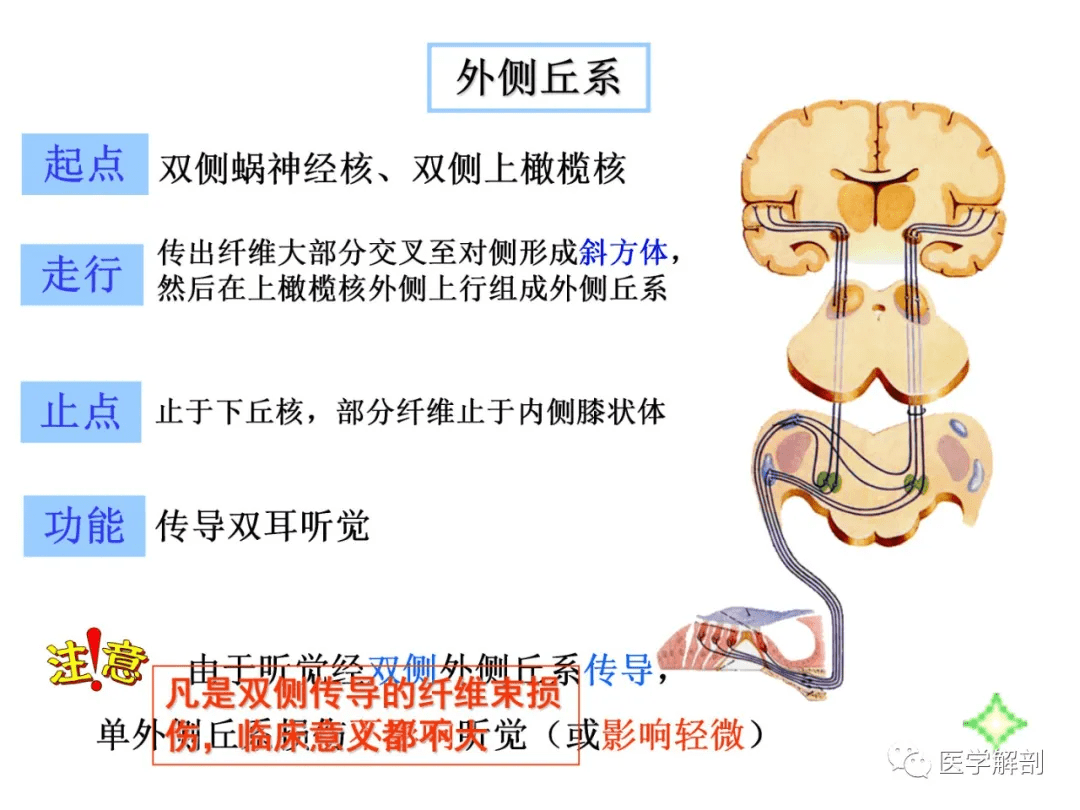 收藏腦幹內部超詳細功能解剖圖