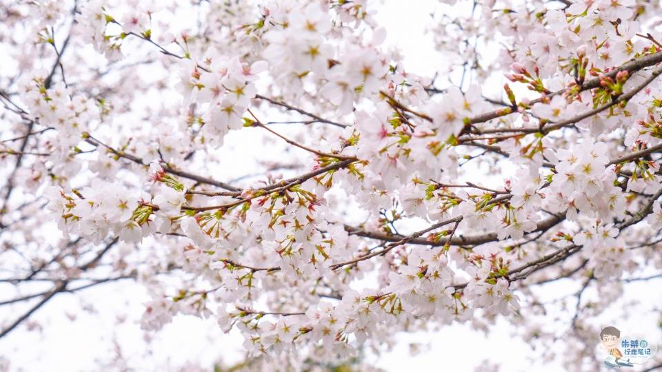 一年一度的赏樱之旅，国内六处赏樱胜地，个个风景优美不输日本