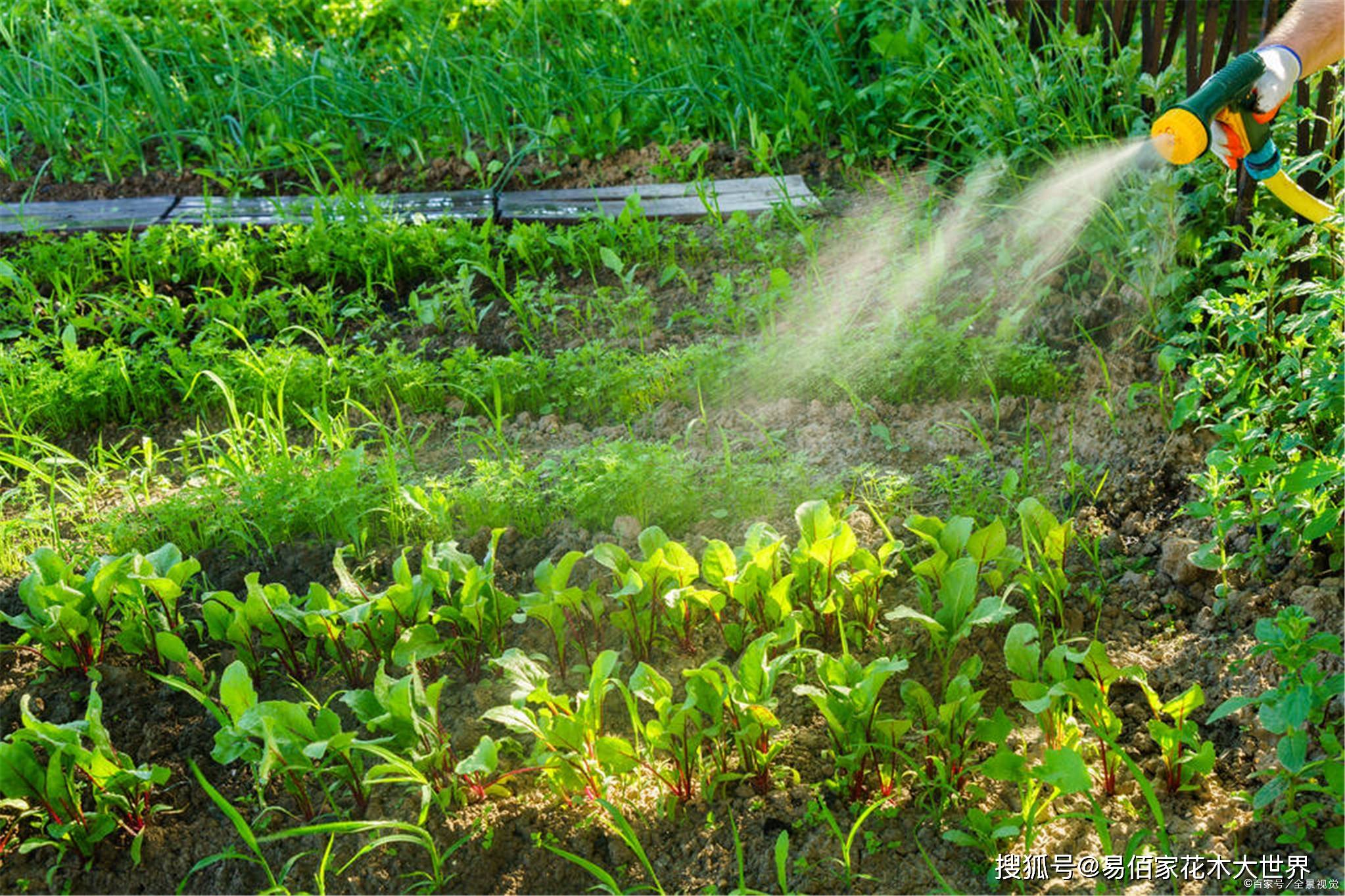 春暖花开返青水浇灌的正确方法与注意事项