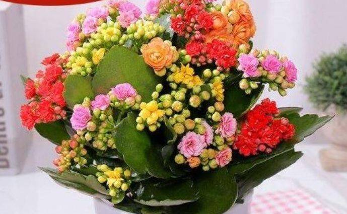 怎么养花才能养得好开花大 c804106472fd49488ab81712295b6c46.jpeg