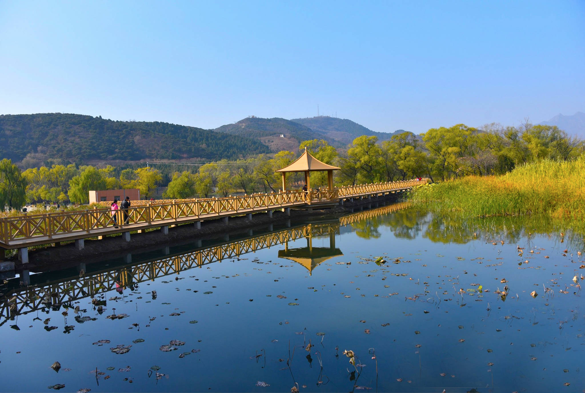 北京小众湿地公园免费入园游人稀少珍奇鸟类汇聚于此