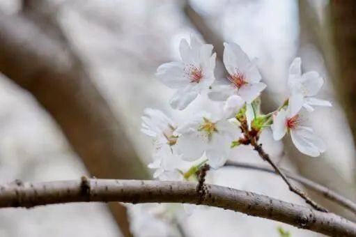 武汉樱花3月中旬左右大规模开放，花香里多了不少欢声笑语