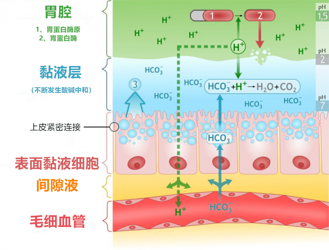 人体最脆弱的一层膜,到底有多容易破?_胃酸