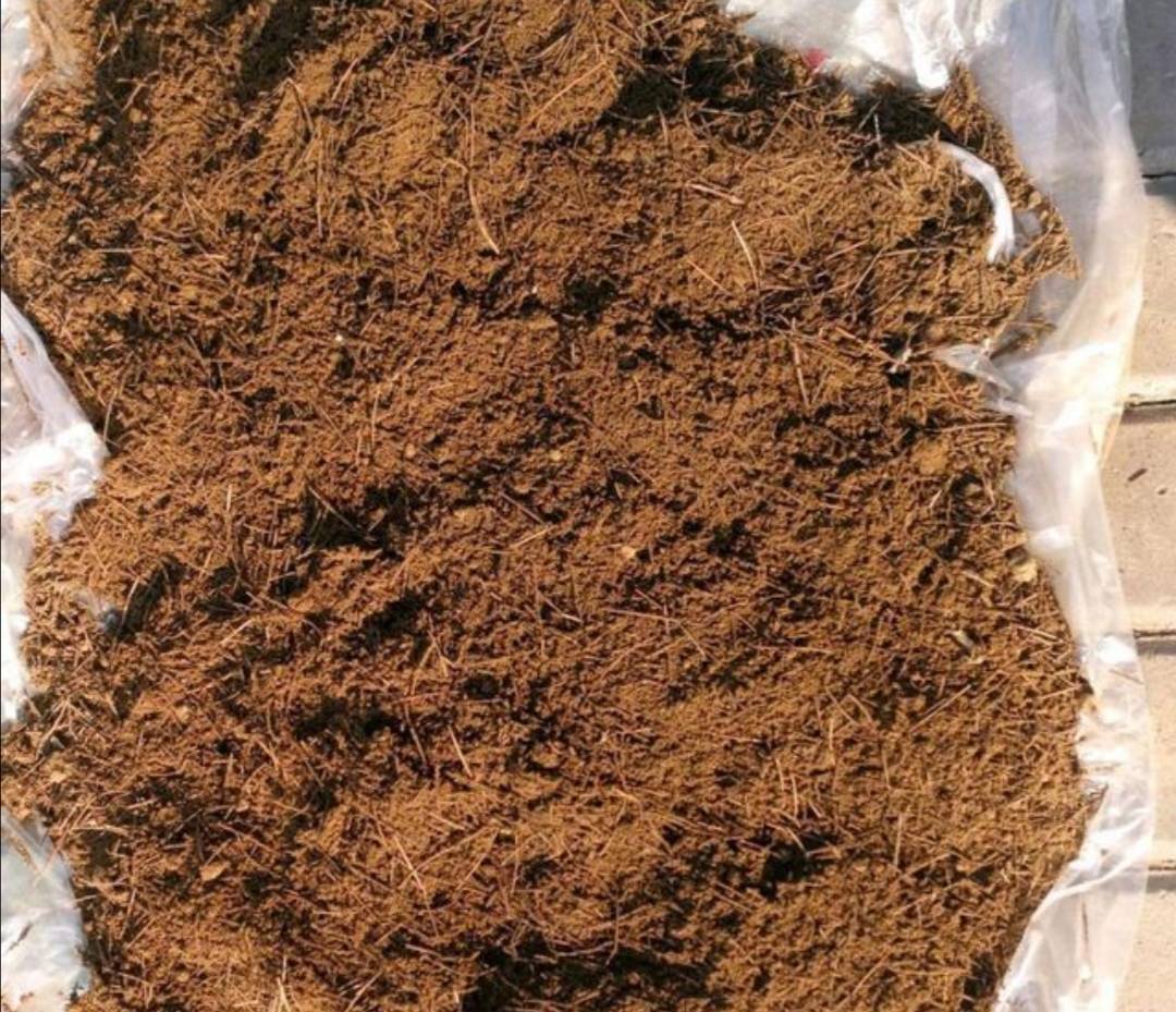 松针土采集回来怎样处理才能养花教你制作松针土