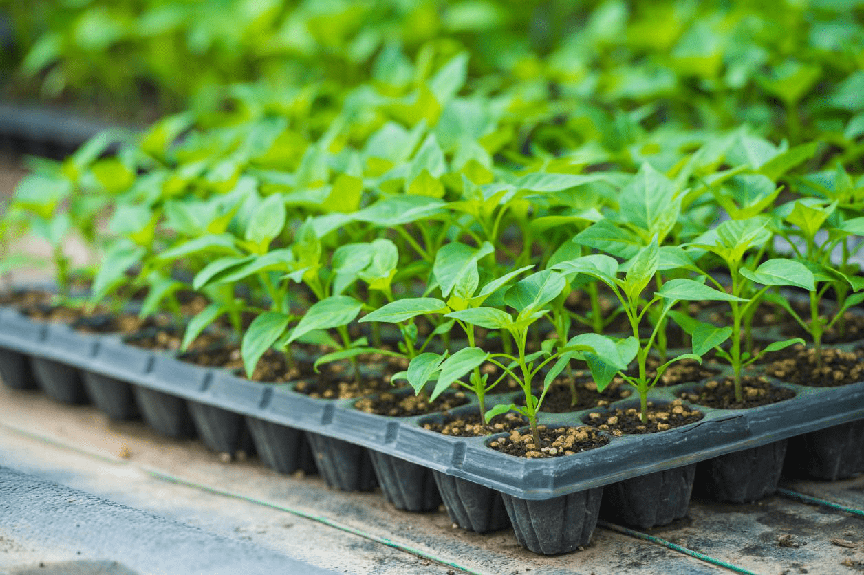 春季蔬菜育苗问题不能忽视这些生产技术意见你看了吗