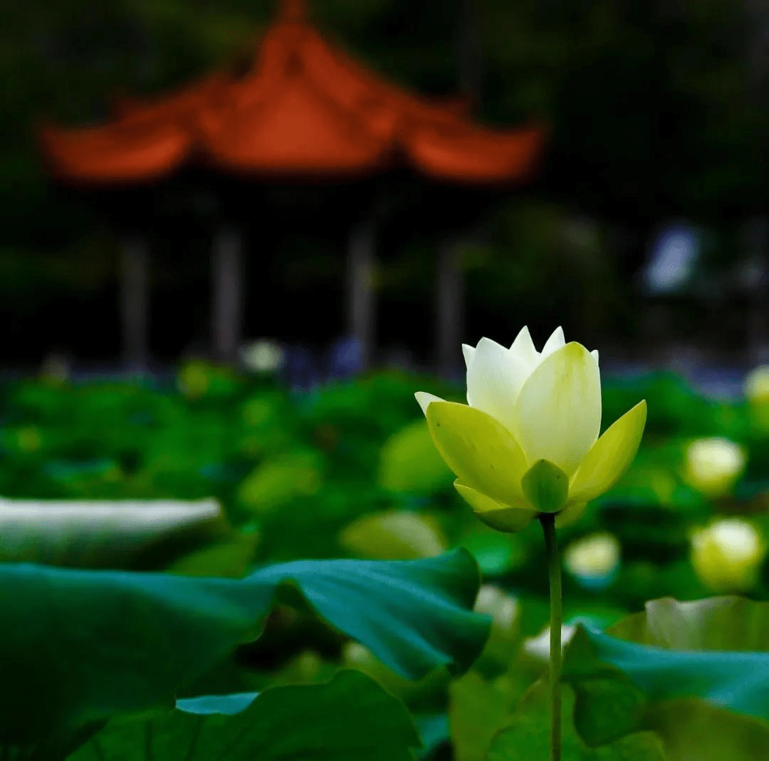 平常心图片头像 c612115e05e94561bfe0ef037684e9fd.png